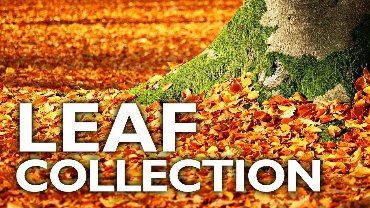 Leaf Collection